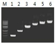 50μl 擴增體系中，以 5ng λDNA 為模板，對 500bp~6.0kb 的擴增結果