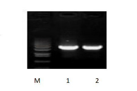 50μl 擴增體系，以 50ng 人基因組DNA 為模板，對 3kb 片段擴增結果。