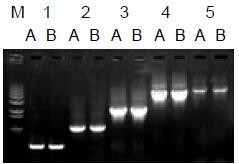 使用普通（A組）及含染料（B組）的2×Taq Master Mix配制的50μl擴增體系，以5ng λDNA為模板， 對500bp～6.0kb片段的擴增結果